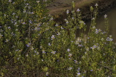 Acanthus ilicifolius